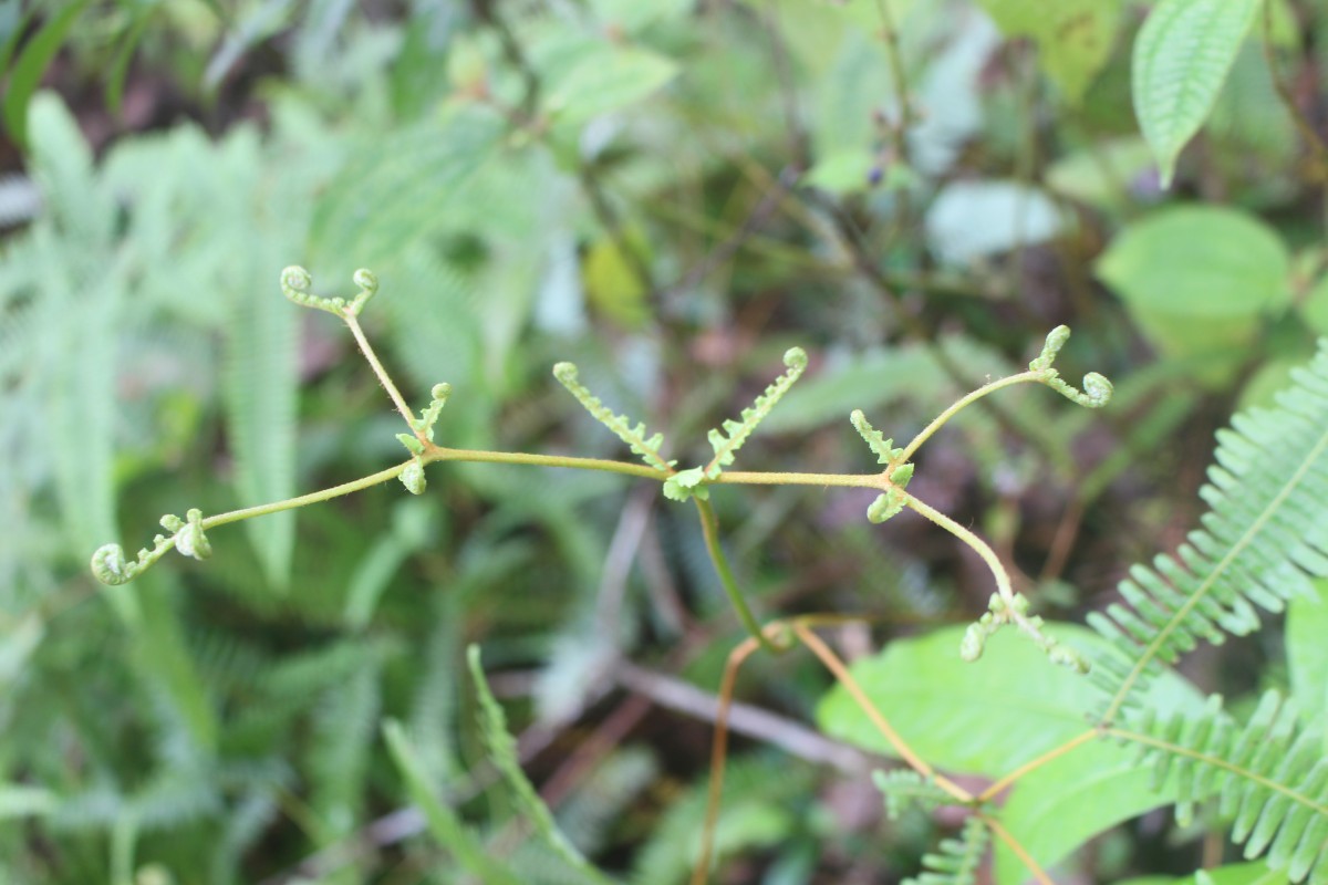 Dicranopteris linearis (Burm.f.) Underw.